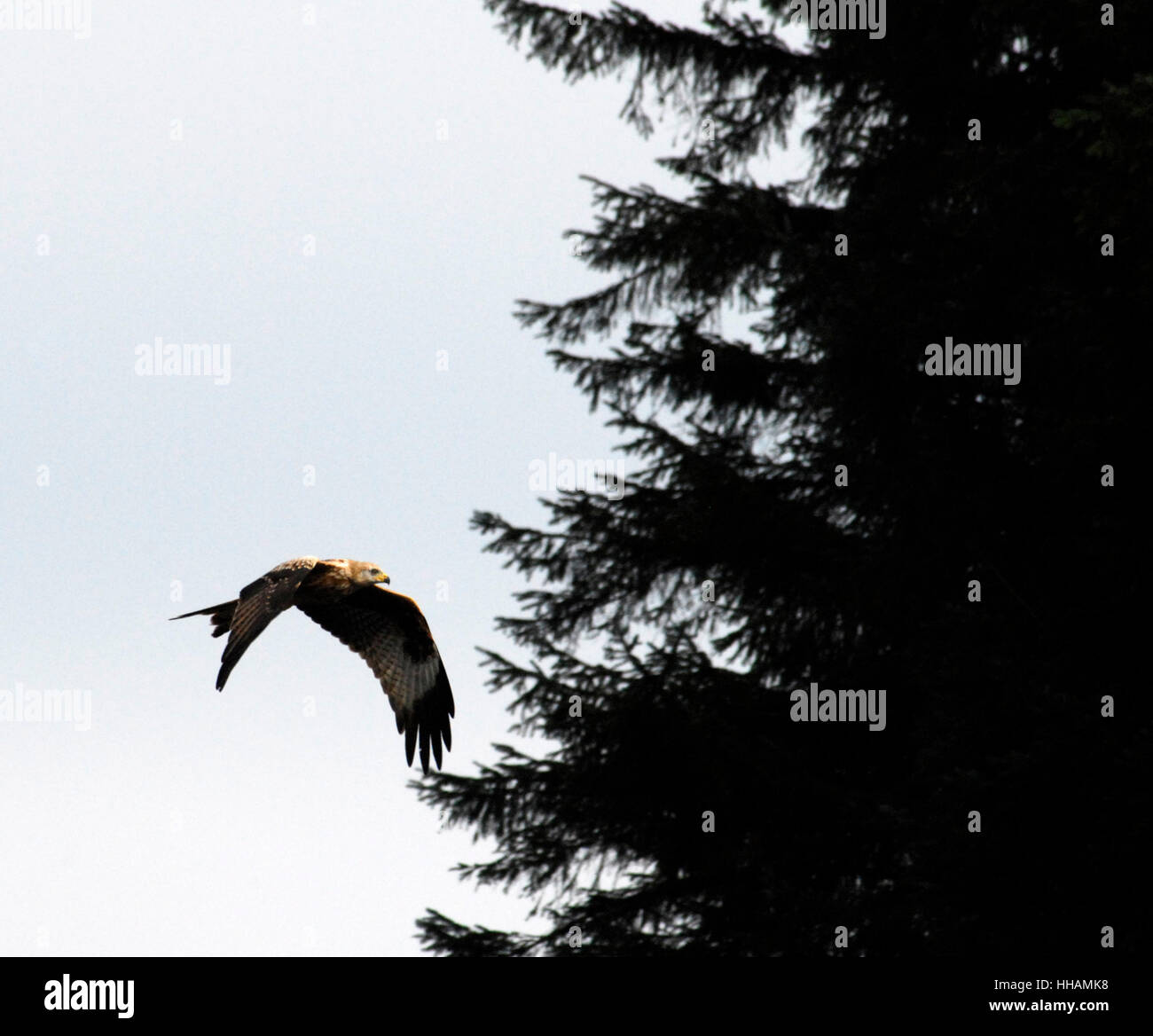 Red Kite (Milvus milvus) in flight with coniferous trees in background. Stock Photo