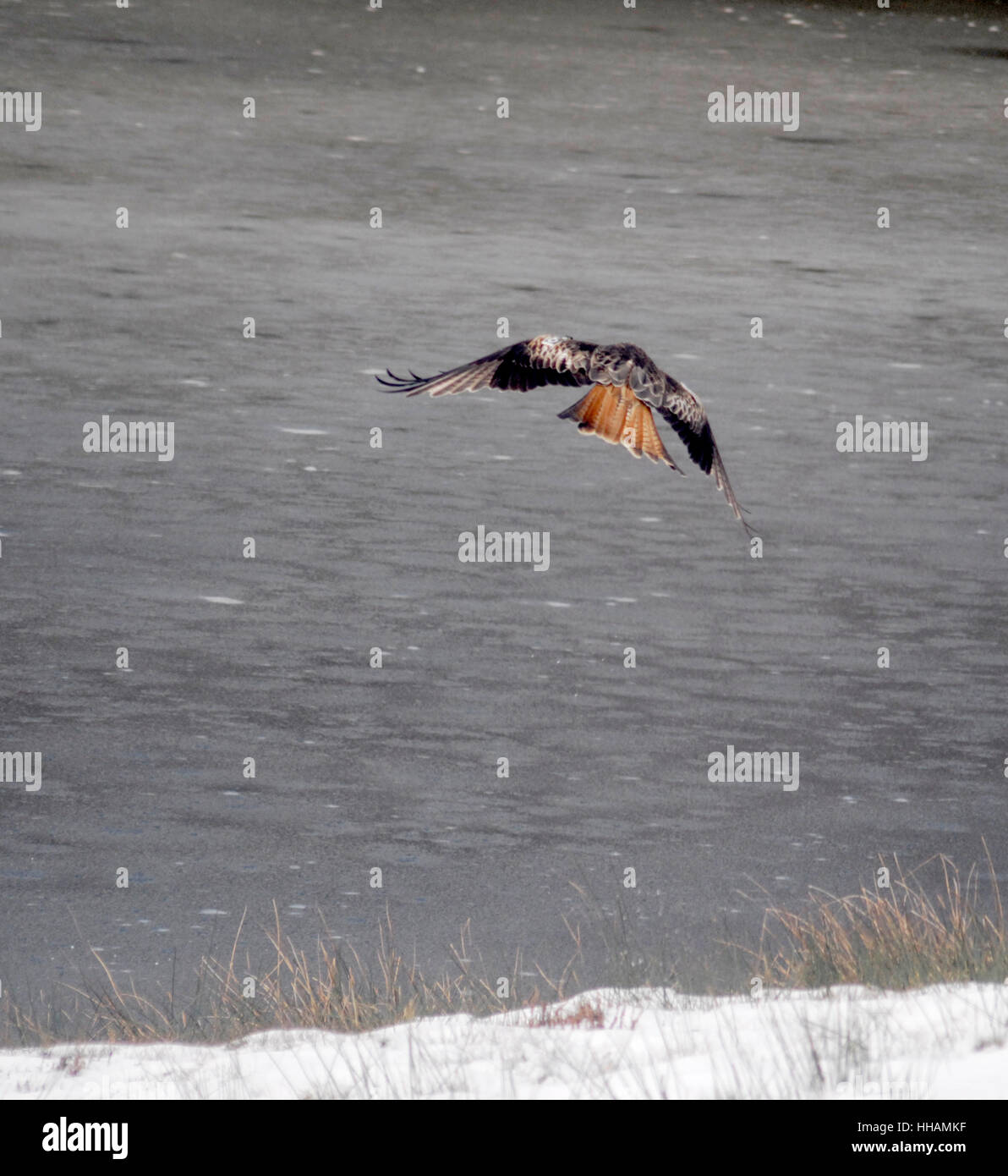 Red Kite, Milvus milvus, flying over lake with snow covered lake shore.  Bwlch Nant y Arian, Ceredigion, West Wales. Stock Photo