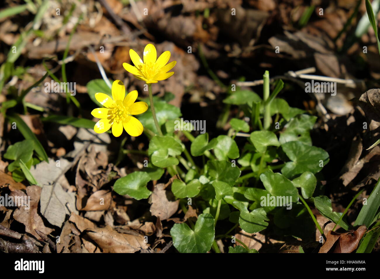 Lesser Celandine in flower.  Ficaria verna Stock Photo