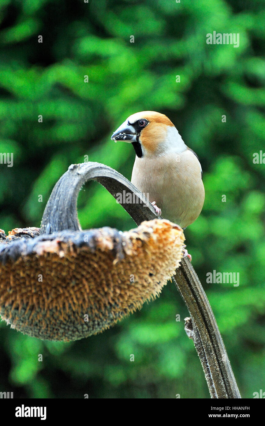 hawfinch Stock Photo Alamy