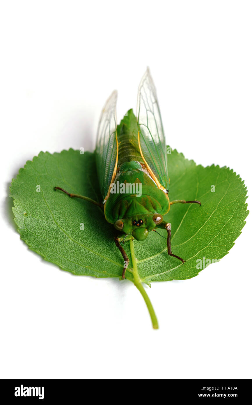 Cadia Insect A close up of the cicada. Isolated on white background Stock Photo - Alamy