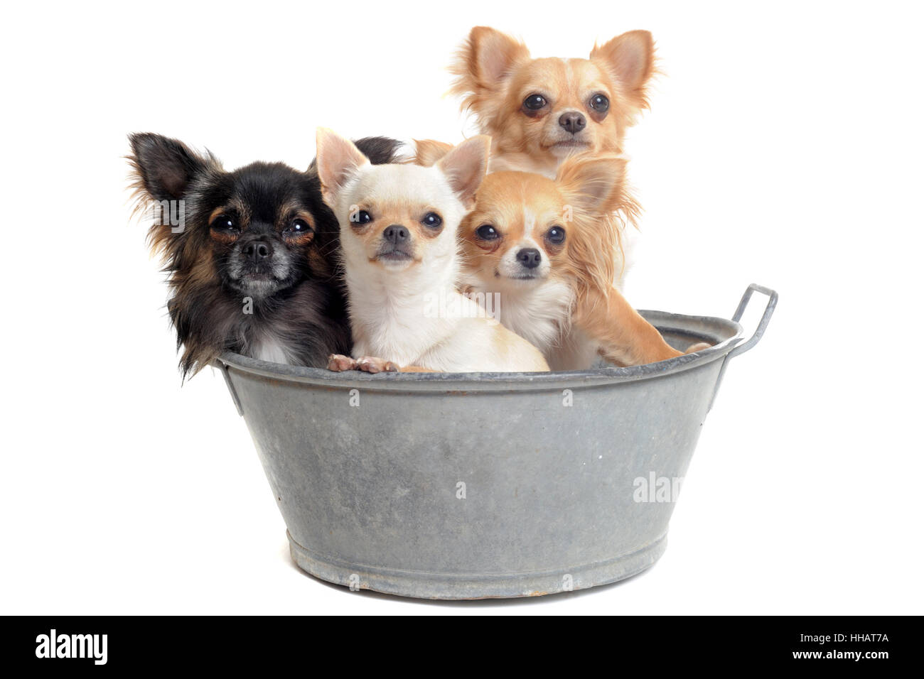 dog, puppy, wash, washing, clean, beautiful, beauteously, nice, animal