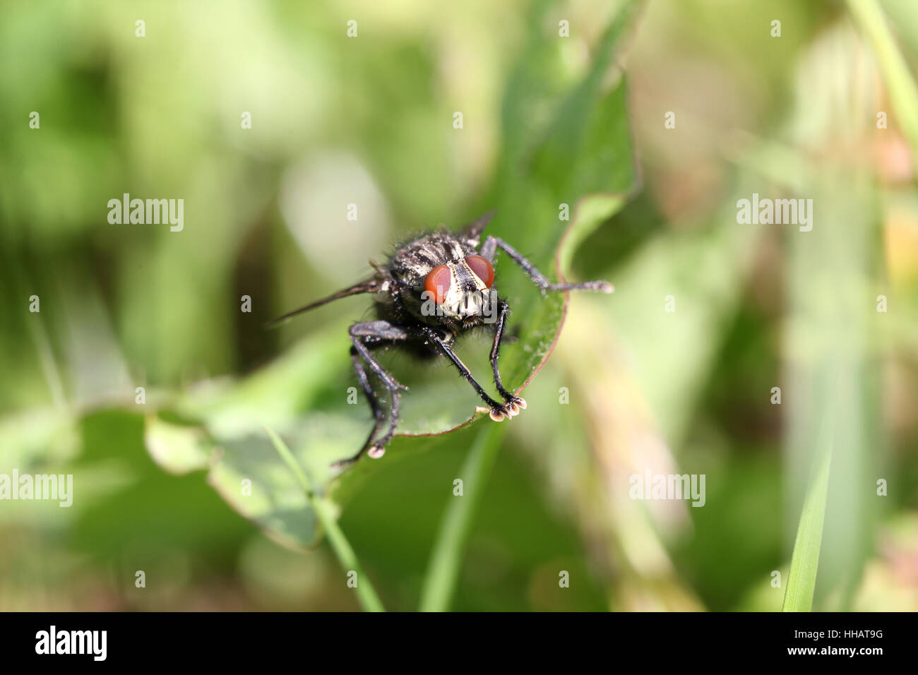 Membrane Wing Insect Membrane wing hi-res stock photography and images - Alamy