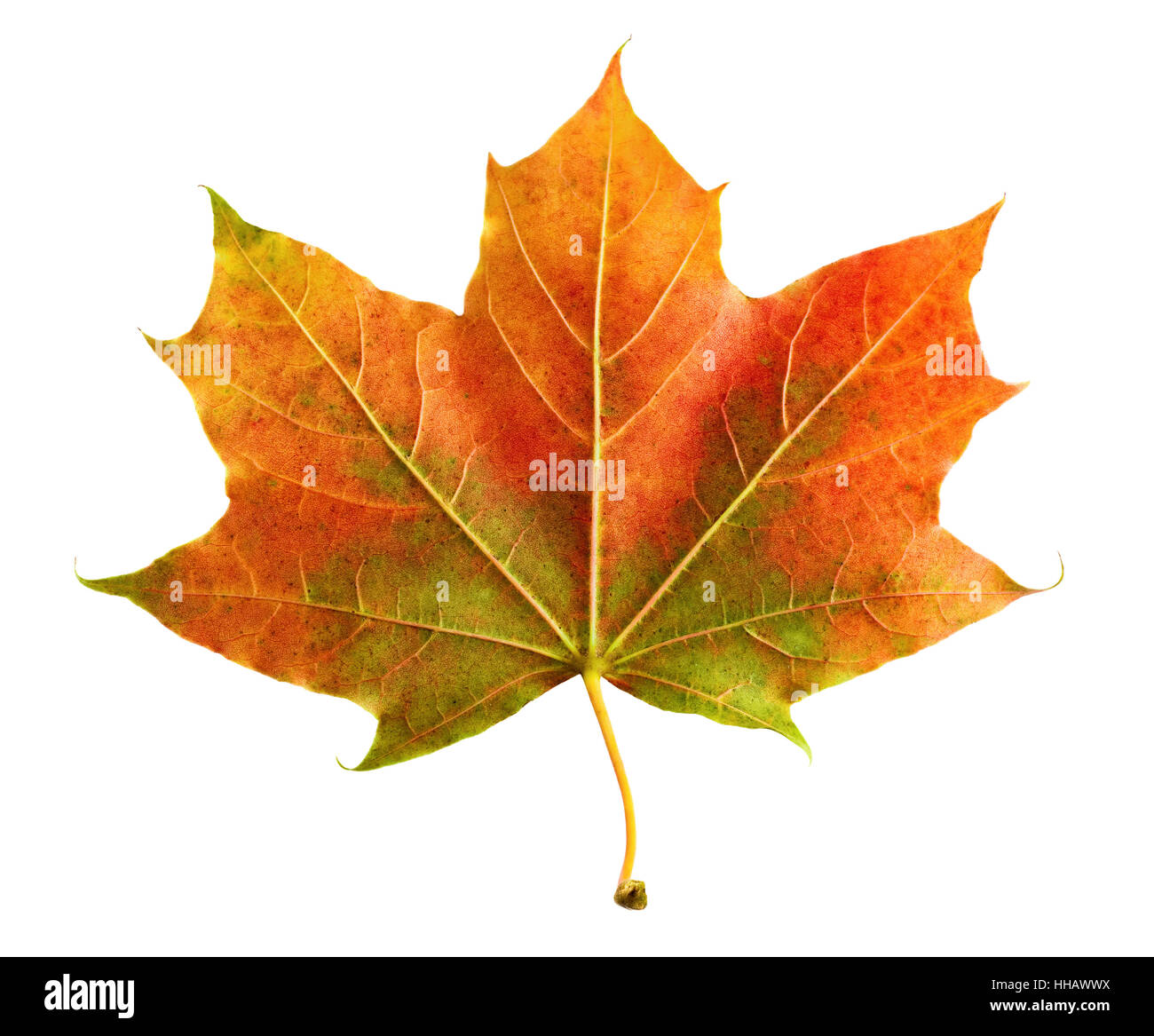 colourful maple leaf Stock Photo - Alamy