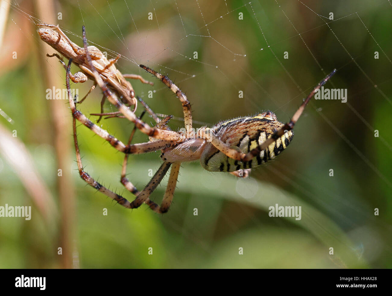 wasp spider with prey Stock Photo - Alamy