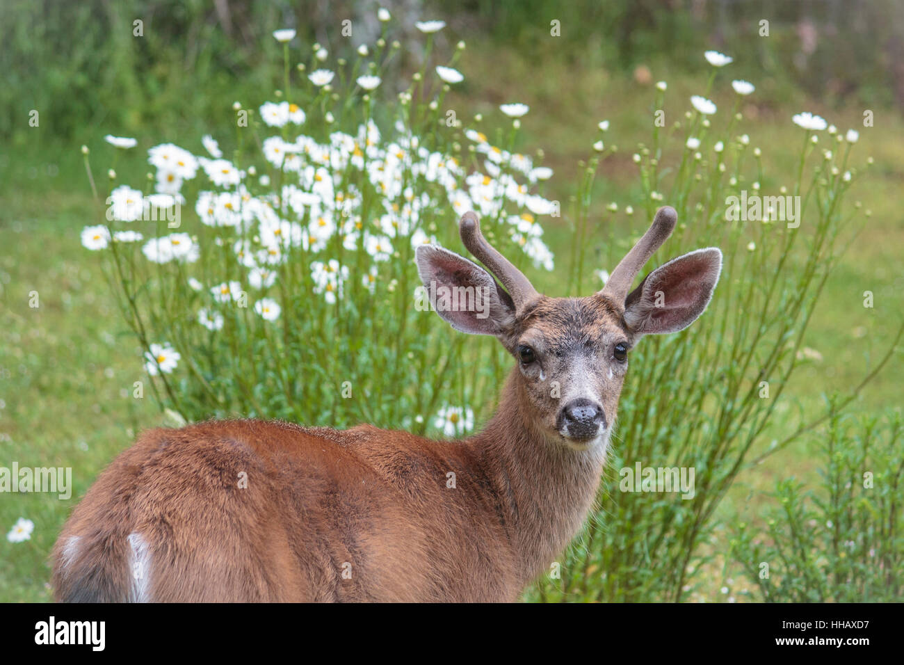 A young male deer with velvety antlers stares at the camera, with tall white wild daisies behind him. Stock Photo