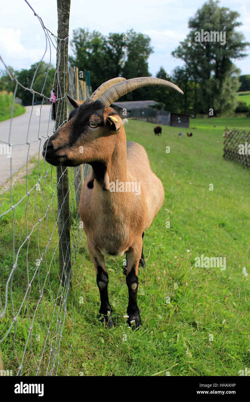 goat, buck, cornets, male, he-goat, mammal, agriculture, farming, goat, buck, Stock Photo