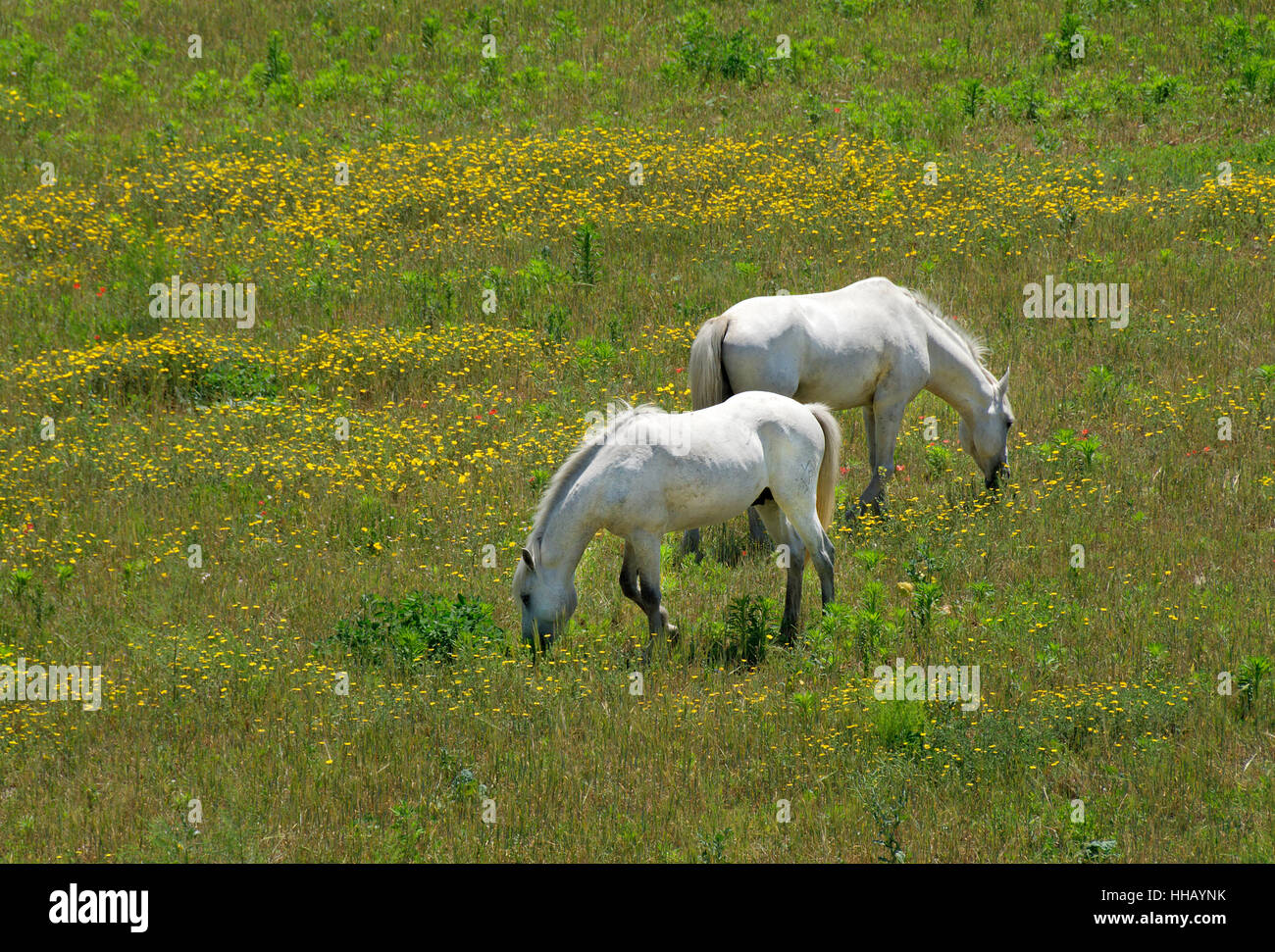 horse, horses, france, camargue, weie pferde, blhende wiese, grasende pferde, Stock Photo