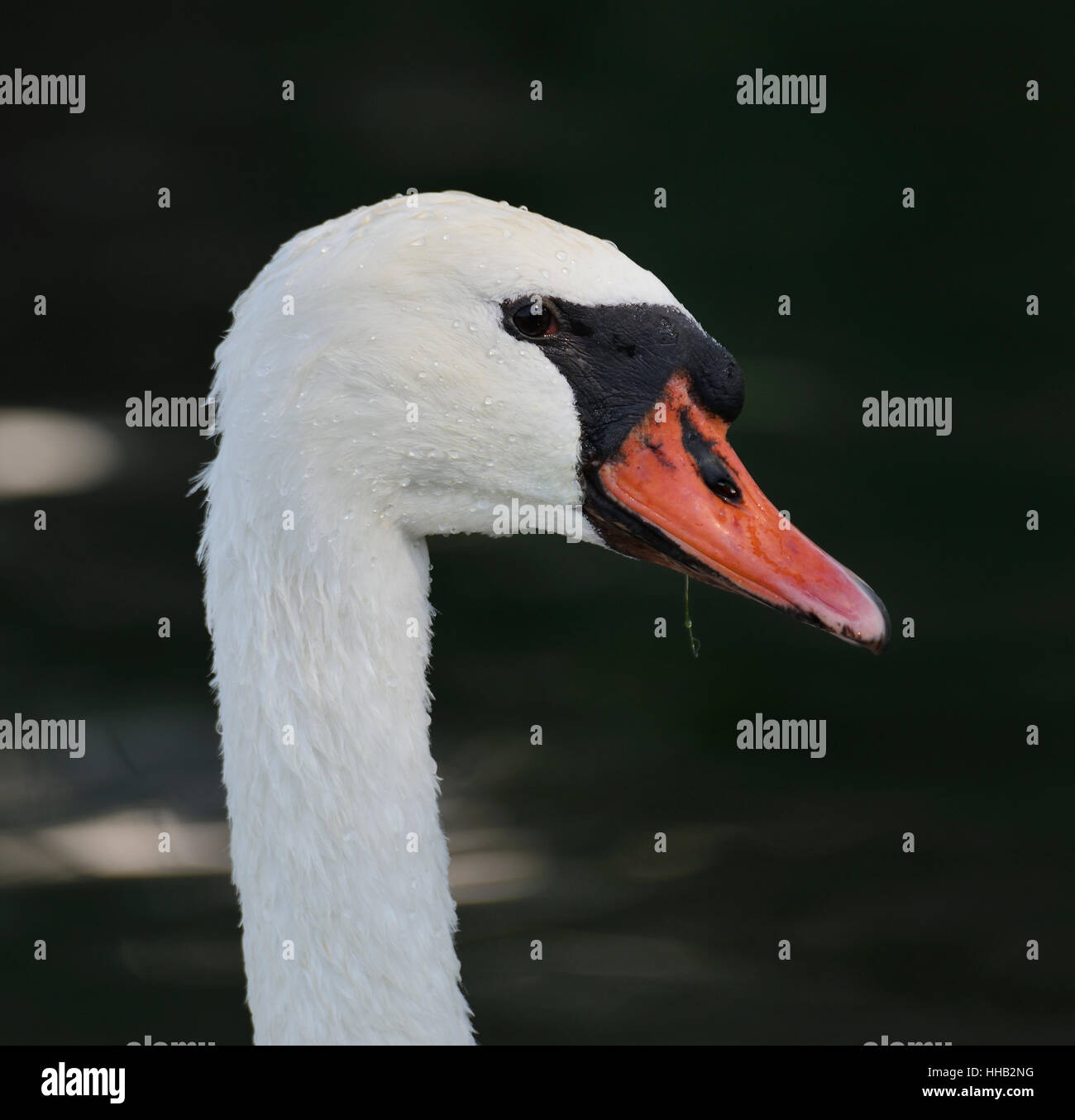 Fauna R Portrait closeup, animal, bird, fauna, wild, portrait, swan, outdoor, wildlife ...