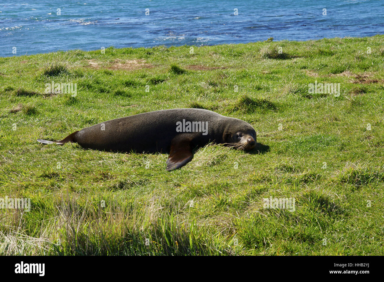 new zealand and its wild animals Stock Photo Alamy