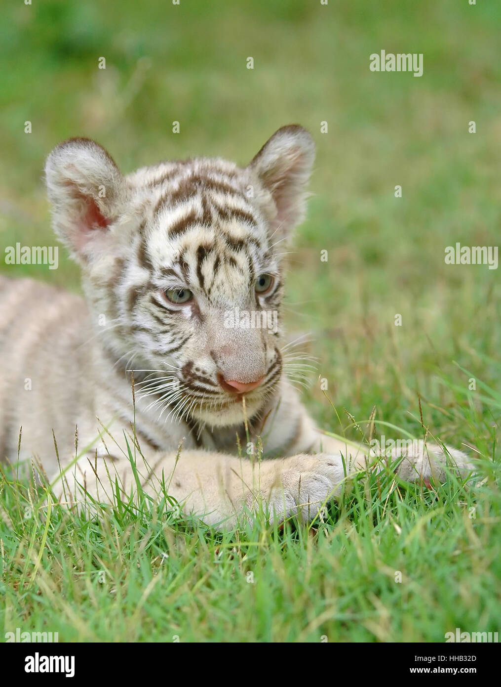With white tiger baby hires stock photography and images Alamy