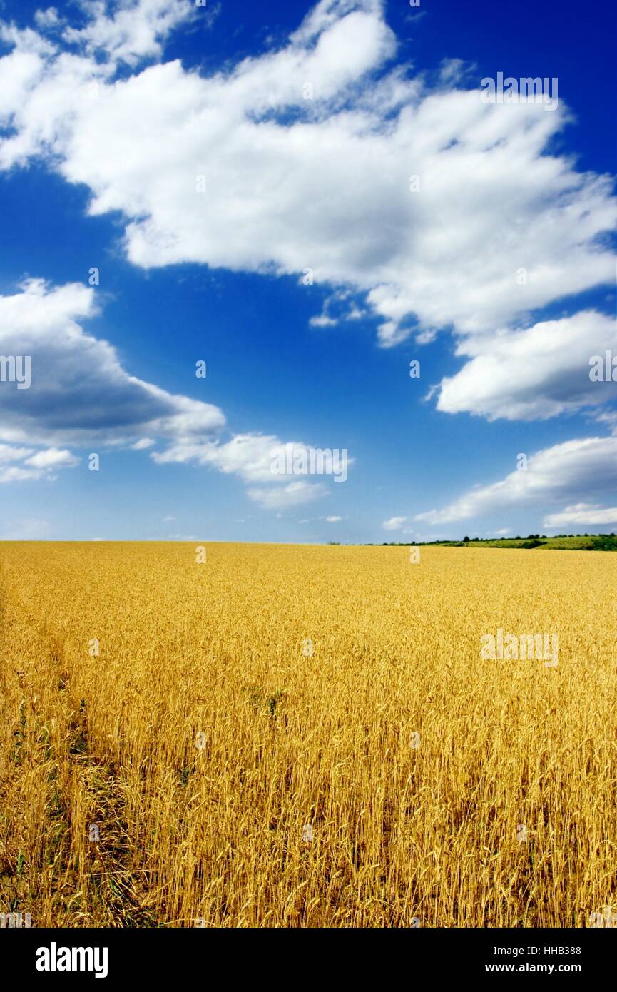 Wheat field with blue sky and clouds Stock Photo - Alamy