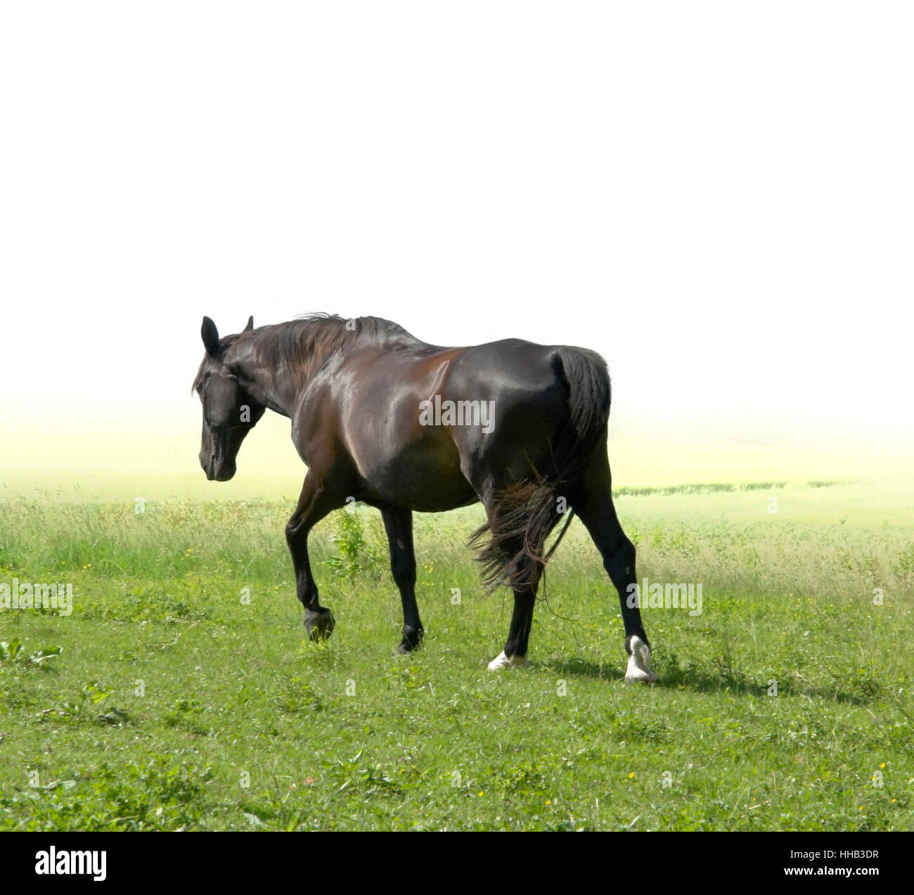 a dark brown horse walking in green pasture Stock Photo