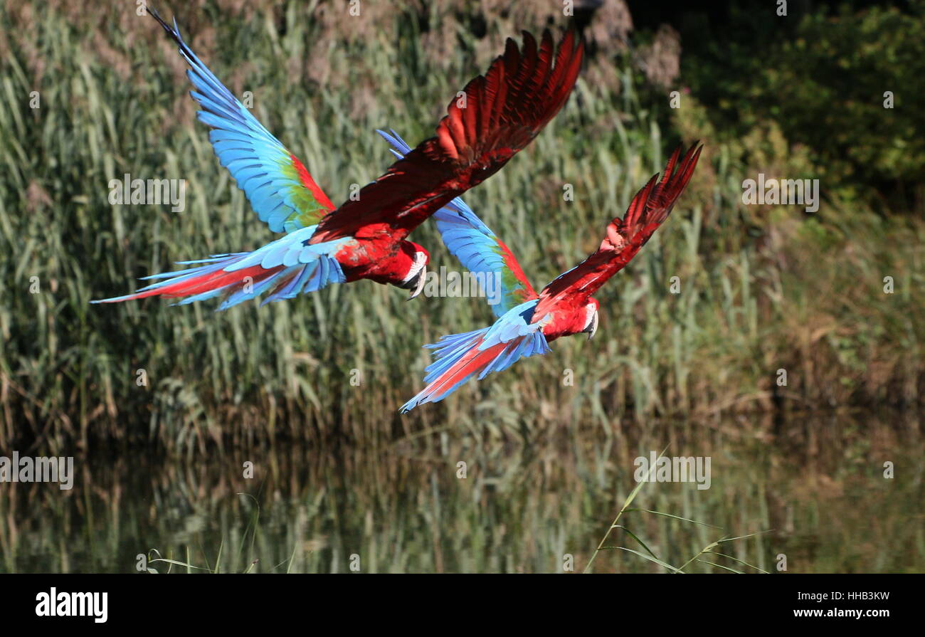 Two spooked South American Red and green Macaws (Ara chloropterus) in flight. A.k.a. Green-winged Macaw Stock Photo