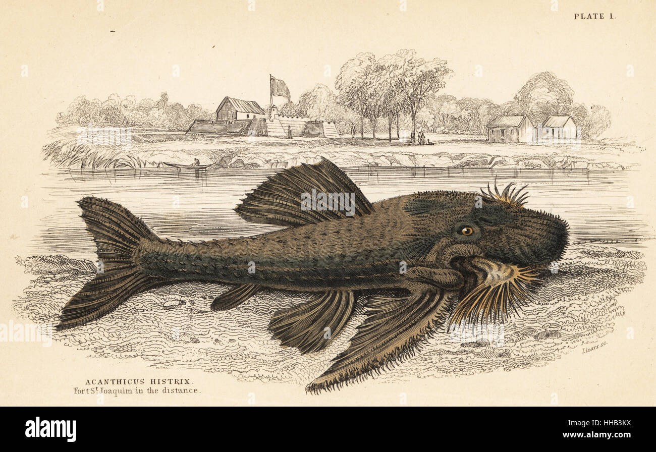 Armored catfish species, Acanthicus hystrix. Porcupine acanthicus, Acanthicus histrix. Fort St. Joaquin in the distance. Handcoloured steel engraving by W.H. Lizars after an illustration by James Stewart from Robert Schomburgk's Fishes of Guiana, part of Sir William Jardine's Naturalist's Library: Ichthyology, Edinburgh, 1841. Stock Photo