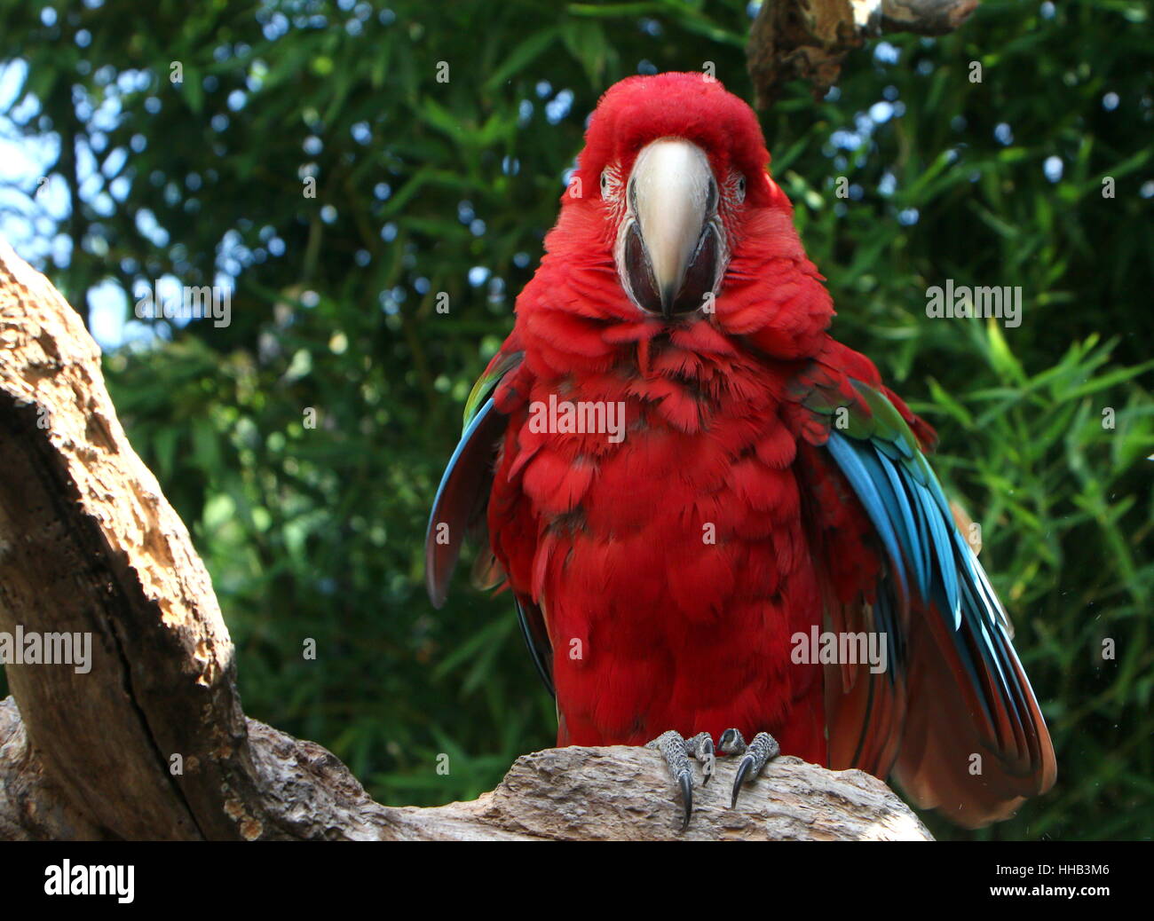 South American Red-and-green Macaw (Ara chloropterus)  a.k.a Green-winged Macaw. Stock Photo