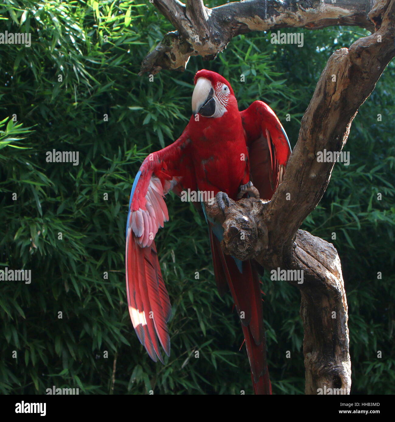 South American Red and green Macaw (Ara chloropterus)  a.k.a Green-winged Macaw. Stock Photo