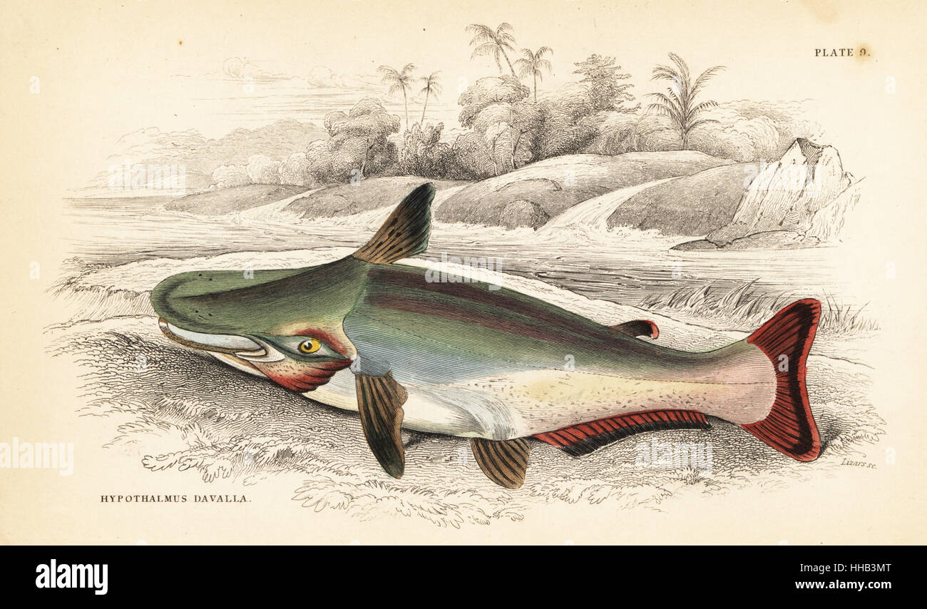 Slopehead catfish, Ageneiosus inermis (Dawalla of the Arawaaks, Hypothalmus davalla). Handcoloured steel engraving by W.H. Lizars after an illustration by James Stewart from Robert Schomburgk's Fishes of Guiana, part of Sir William Jardine's Naturalist's Library: Ichthyology, Edinburgh, 1841. Stock Photo