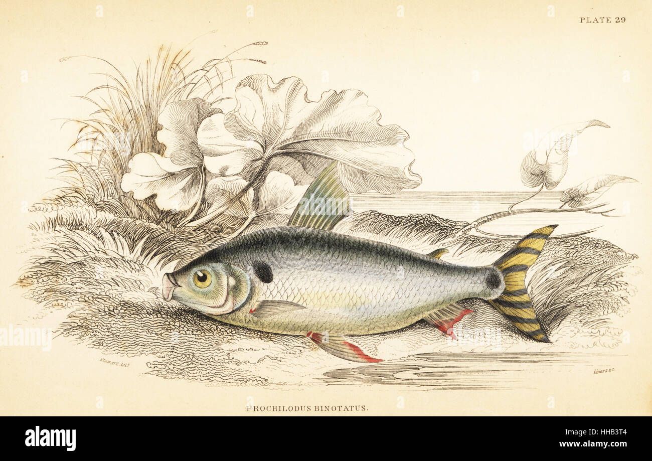 Steindachnerina binotata (Double-marked salmon carp, Prochilodus binotatus). Handcoloured steel engraving by W.H. Lizars after an illustration by James Stewart from Robert Schomburgk's Fishes of Guiana, part of Sir William Jardine's Naturalist's Library: Ichthyology, Edinburgh, 1841. Stock Photo
