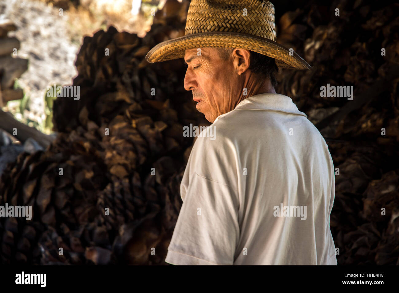 Tequila production hires stock photography and images Alamy