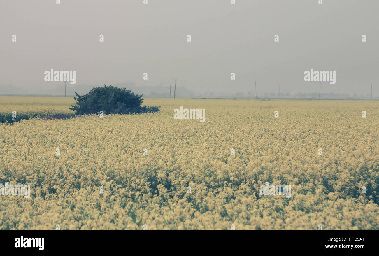 Mustard field in rural area of Bangladesh Stock Photo Alamy