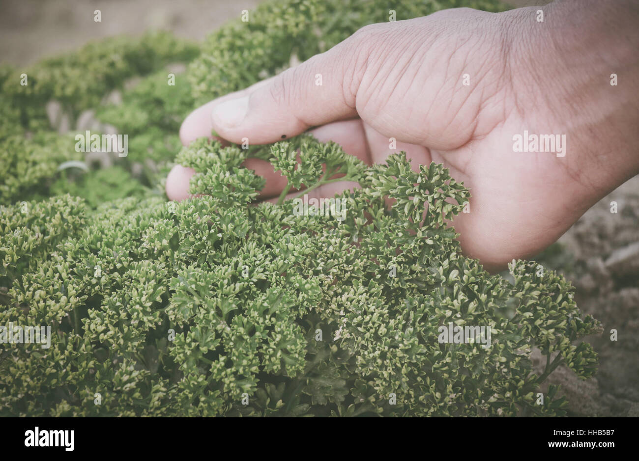 Petroselinum crispum or parsley in agricultural field Stock Photo