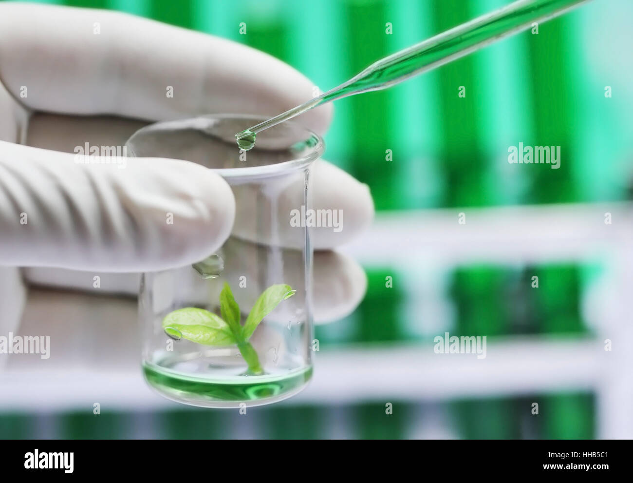 Plant sprout in a beaker as tissue culture concept Stock Photo