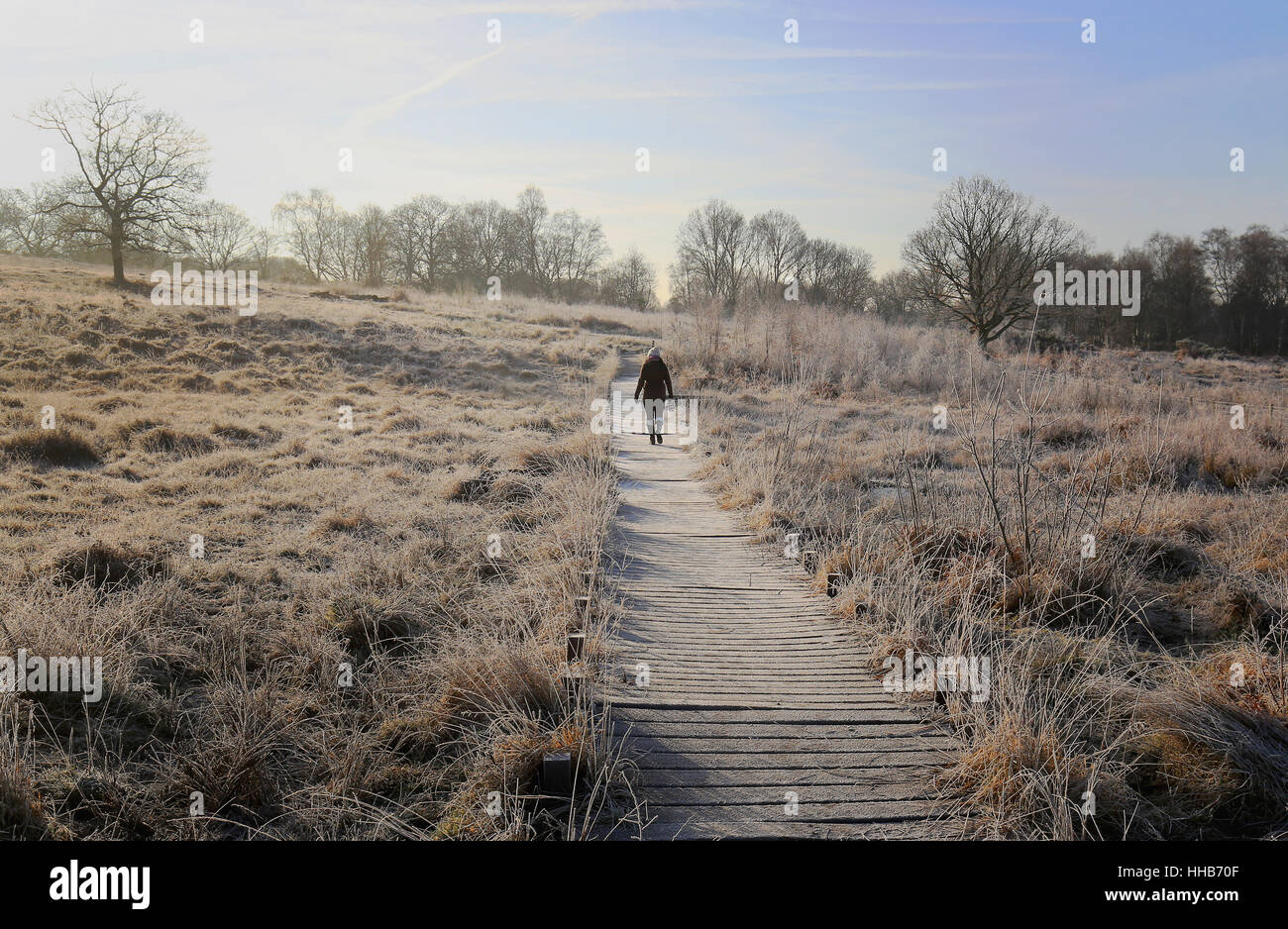 A woman walks across the heathlands on a frosty start to the day in Hothfield, Kent after overnight temperatures in the south-east of England dropped below freezing. Stock Photo