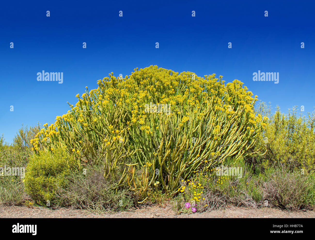 Euphorbia mauritanica bush in the Northern Cape, South Africa Stock Photo