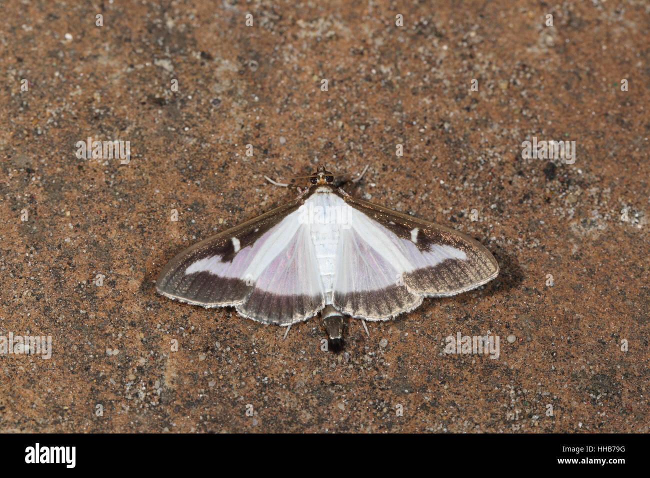 Box Tree Moth (Cydalima perspectalis): a non-native moth (& garden pest) spreading rapidly in England, against clean background Stock Photo
