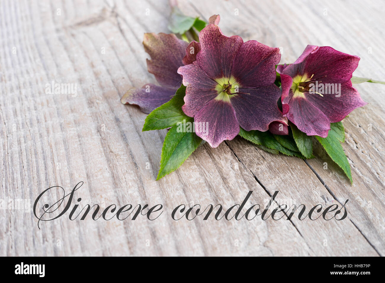 English Mourning card with purple hellebores Stock Photo