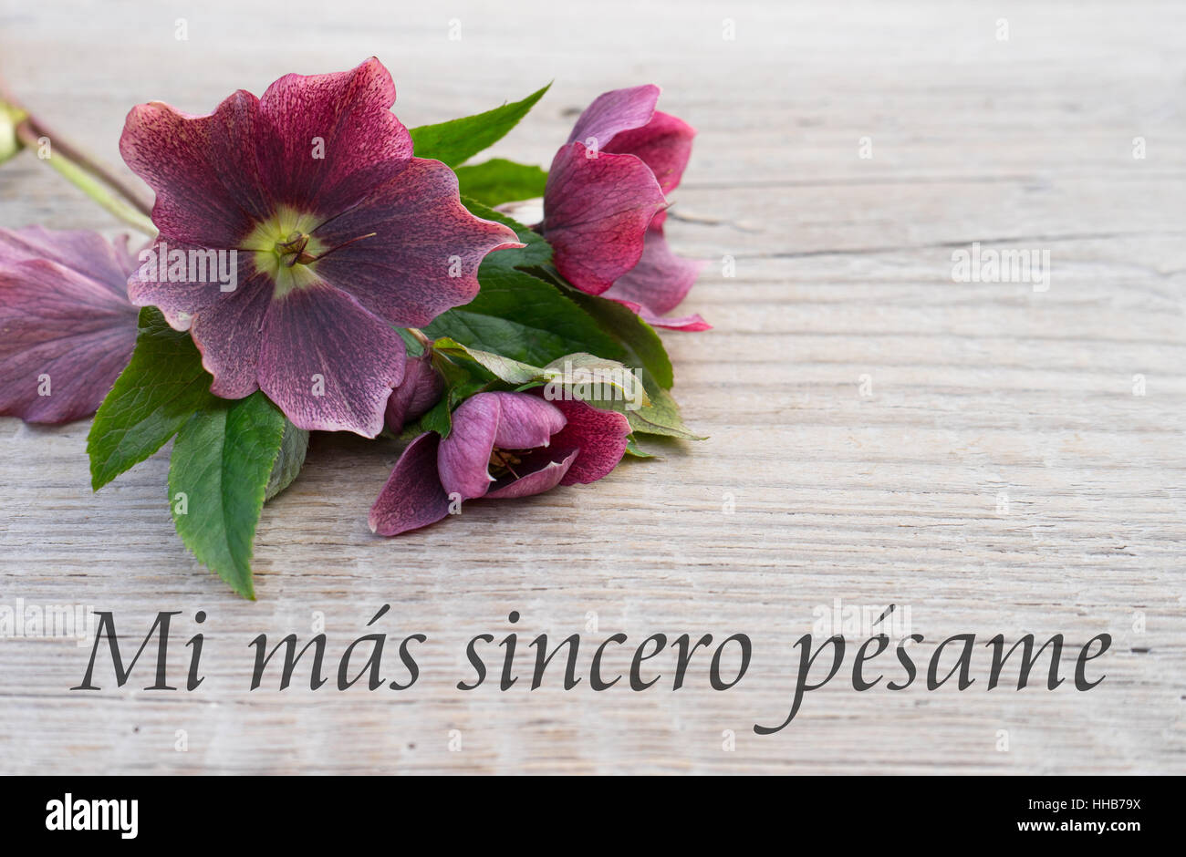 spanish Mourning card with purple hellebores and text: my heartfelts sympathy Stock Photo
