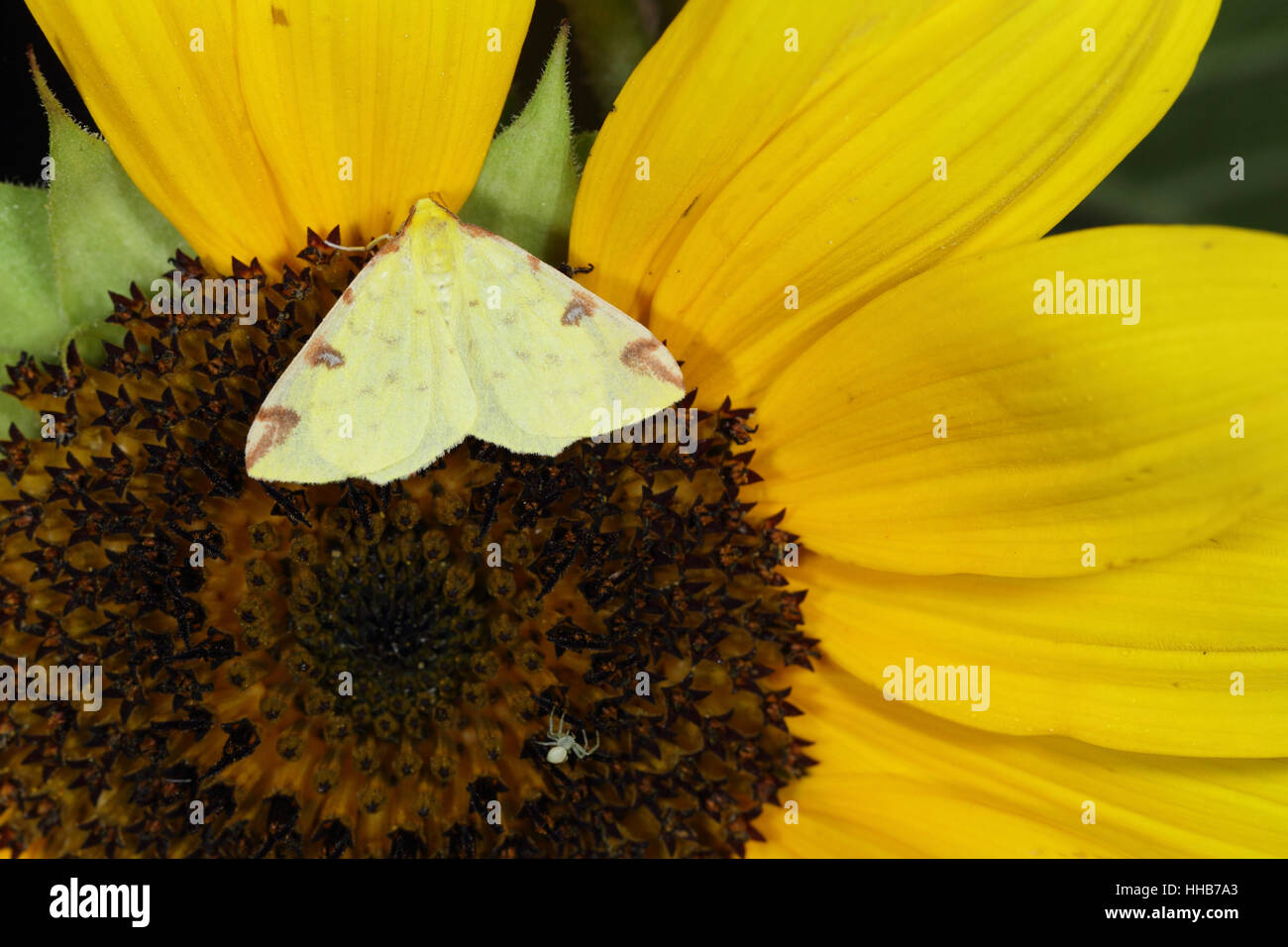 Brimstone Moth (Opisthograptis luteolata), a pale yellow insect perched on a sunflower in a suburban garden in Norfolk Stock Photo