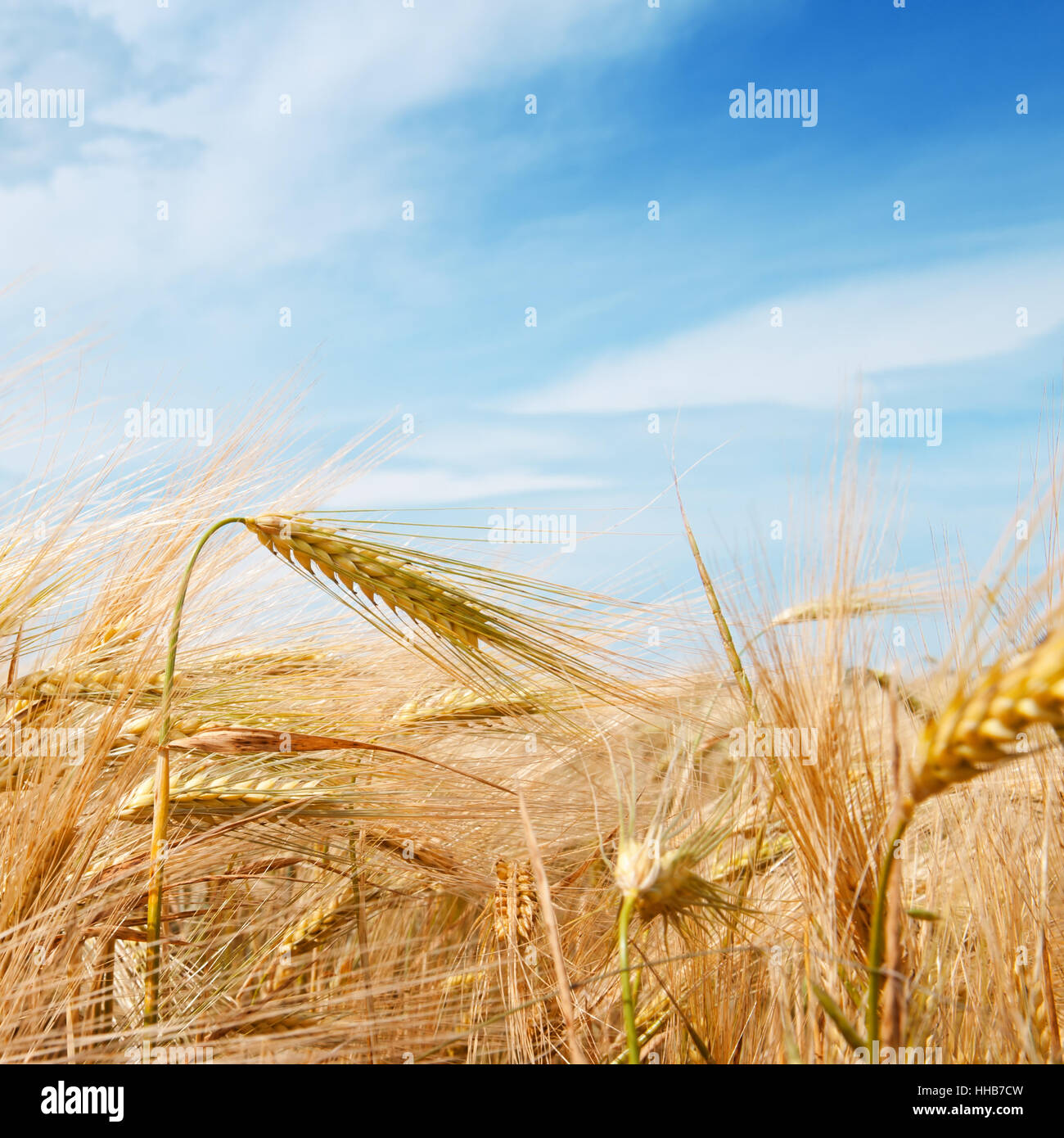 Wheat field and blue sky with clouds Stock Photo - Alamy