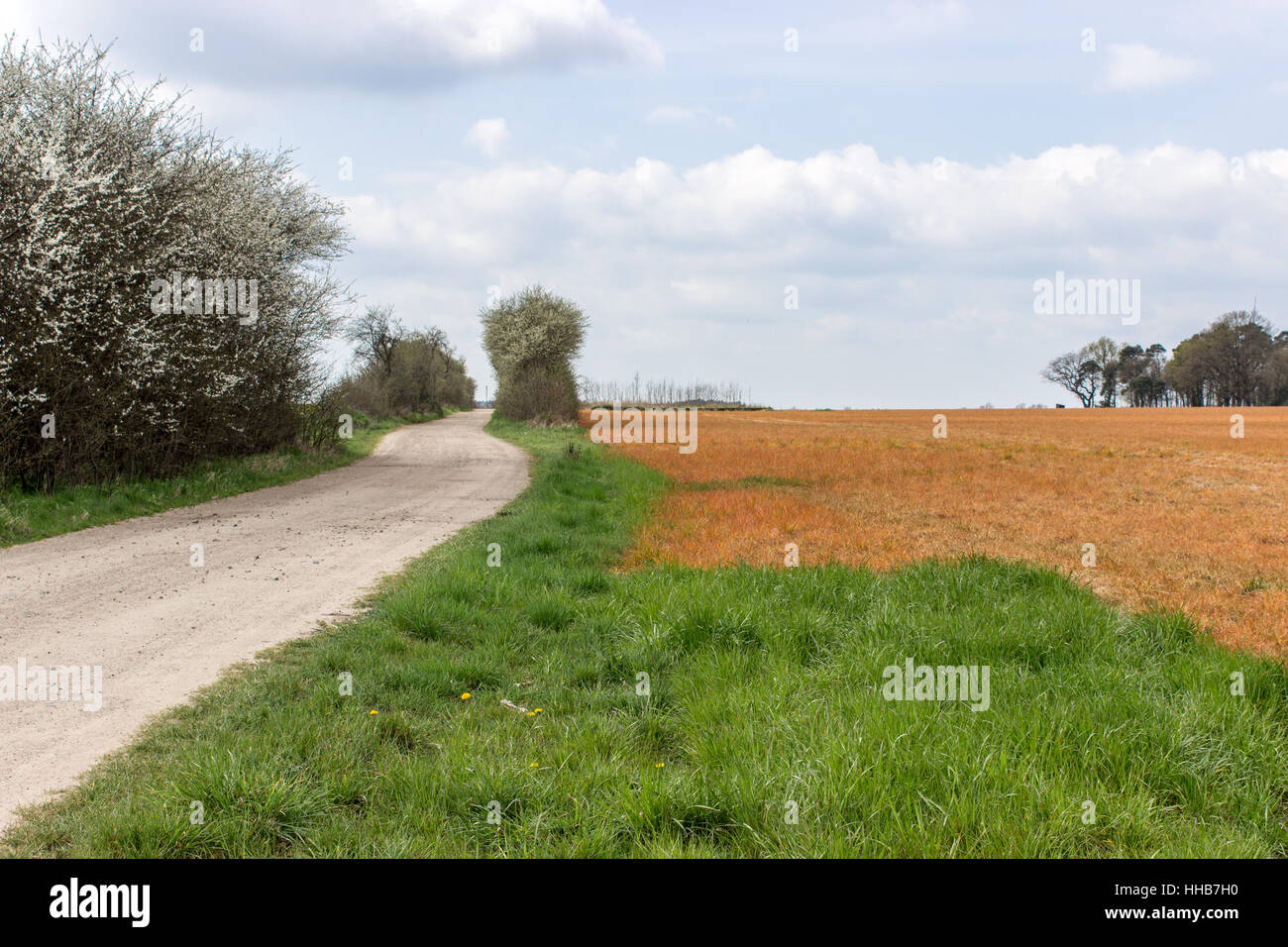 Field in spring, which has been treated with weed killers Stock Photo