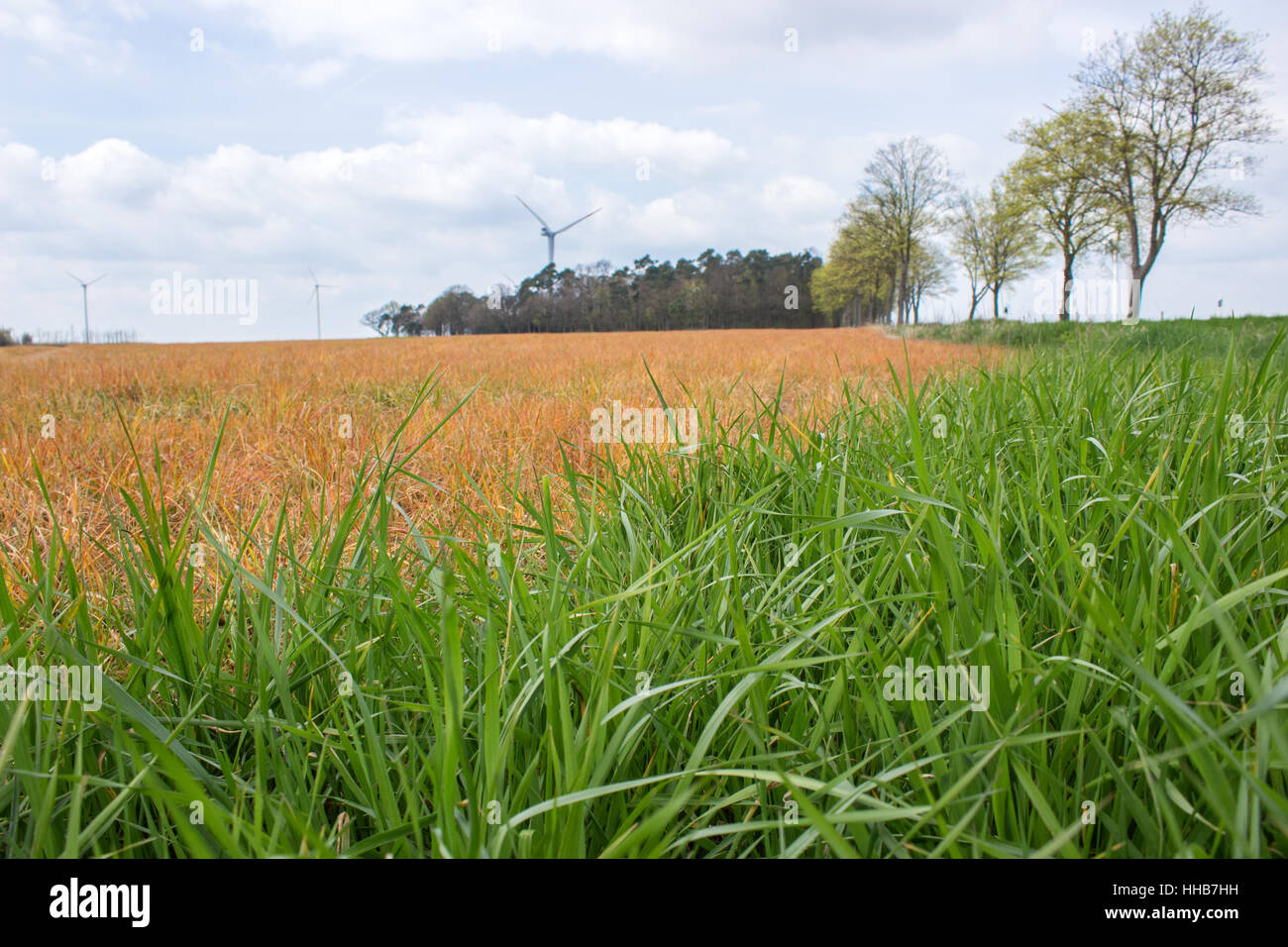 Field in spring, which has been treated with weed killers Stock Photo