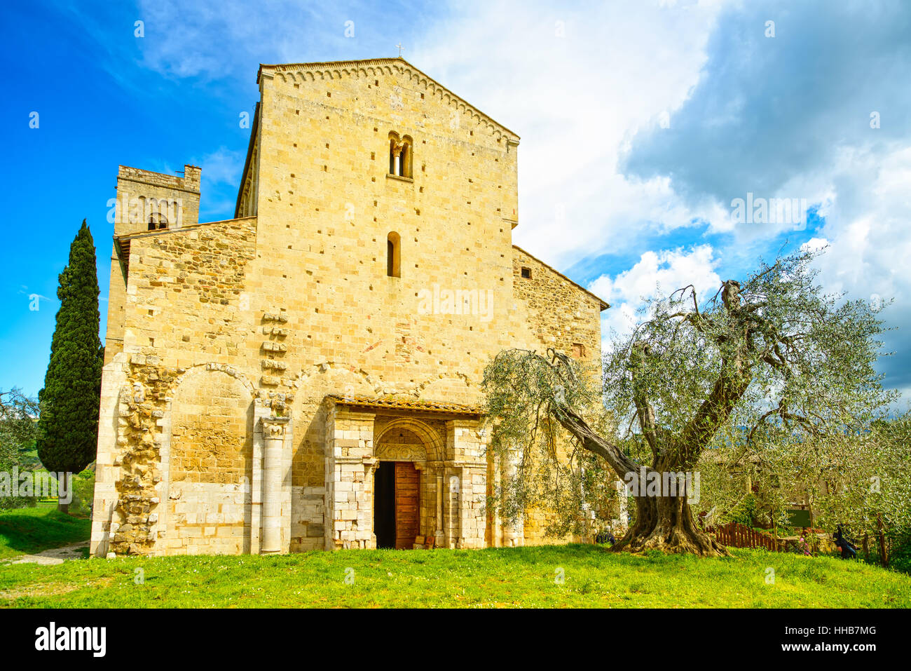 Sant Antimo, Castelnuovo Abate Montalcino church and secular olive tree. Val d Orcia Tuscany, Italy, Europe Stock Photo