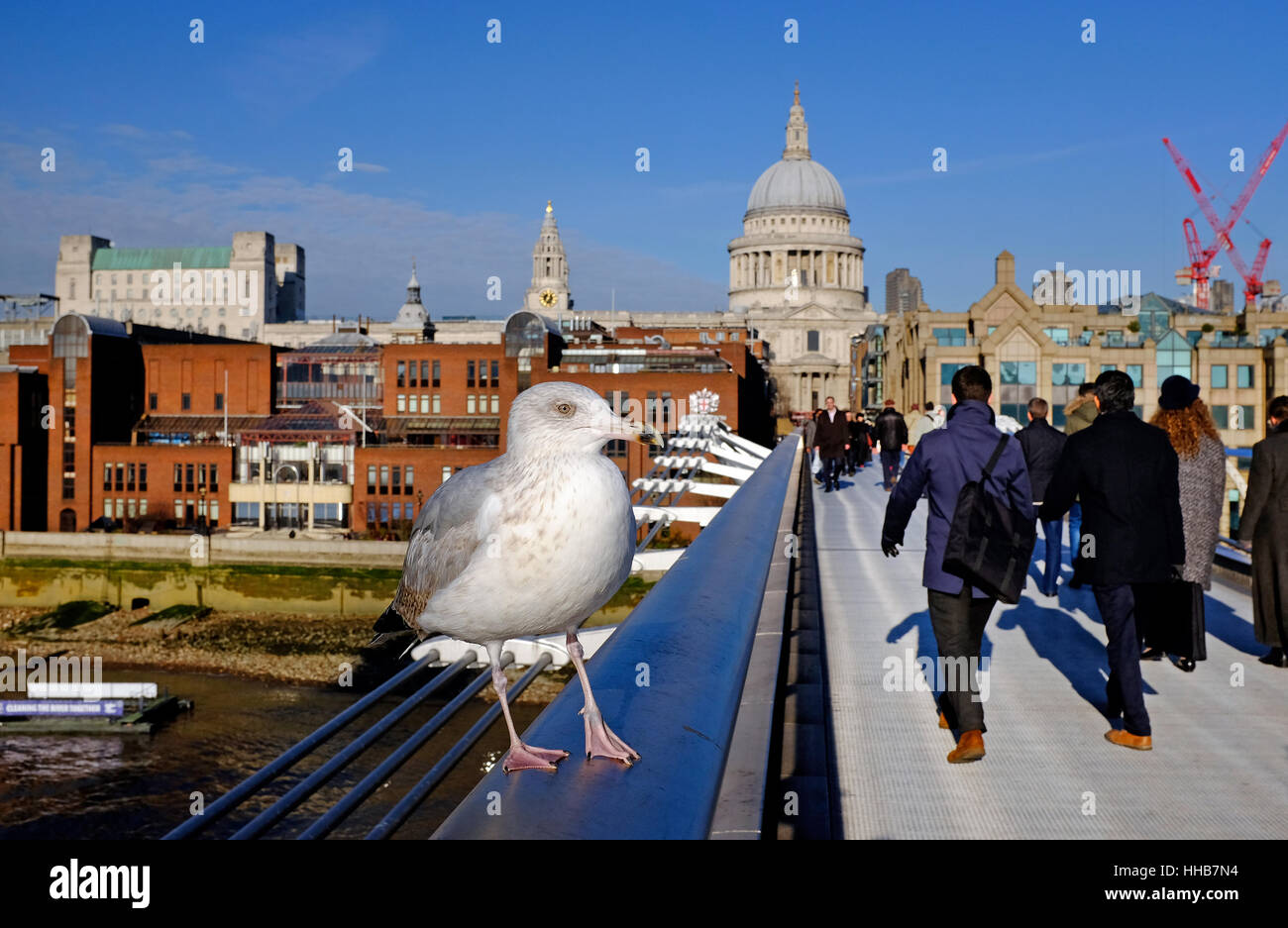 gull sitting on handrail, millennium bridge, london, england Stock