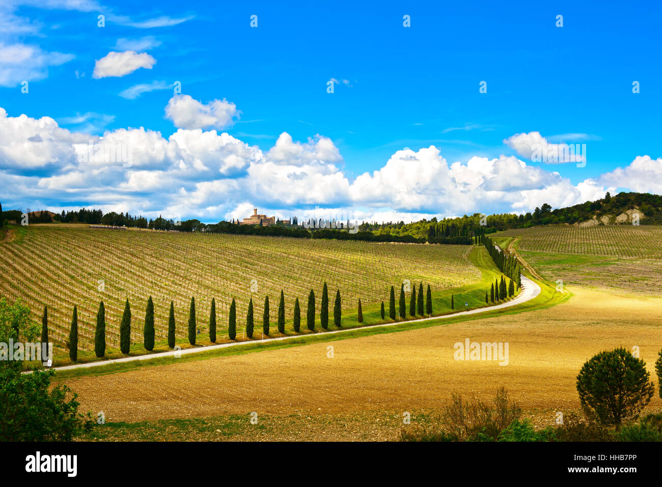 Vineyard, cypress Trees rows and road in a rural landscape in val d Orcia land near Siena, Tuscany, Italy, Europe. Stock Photo