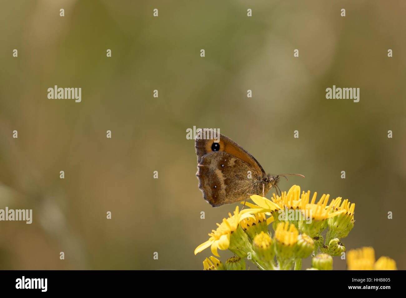 Gatekeeper butterfly pyronia tithonus perched on a leaf hi-res stock ...