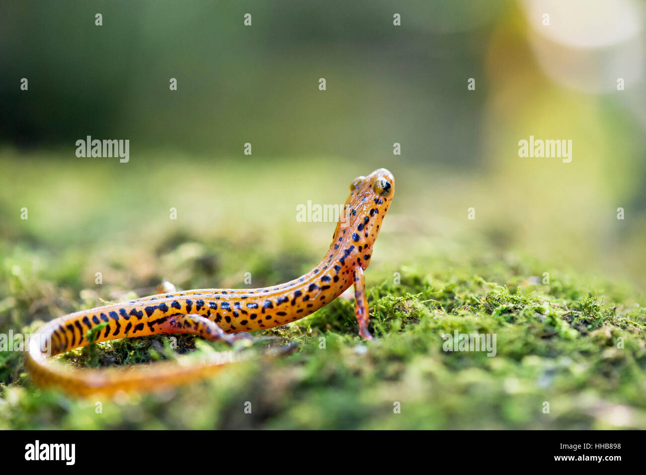 A Long Tailed Salamander sits on a mossy covered log while stretching up to look around. Stock Photo