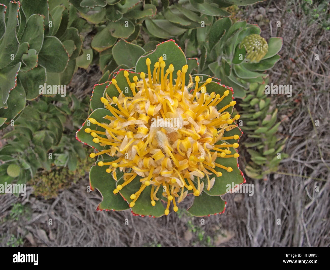 A Leucospermum conocarpodendron in South Africa Stock Photo