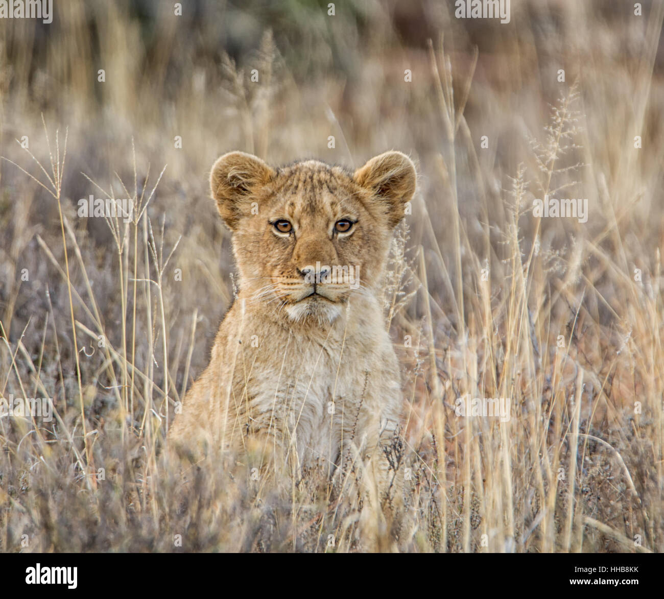Baby lion close up portrait hi-res stock photography and images - Alamy