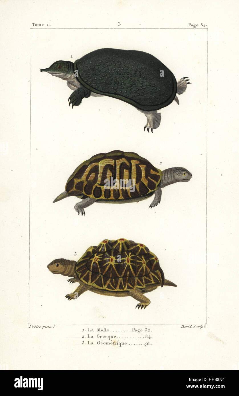 Florida softshell turtle, Apalone ferox 1, spur-thighed tortoise, Testudo graeca 2  (vulnerable), and geometric tortoise, Psammobates geometricus 3 (endangered). Handcoloured copperplate engraving by David after an illustration by Jean-Gabriel Pretre from Bernard Germain de Lacepede's Natural History of Oviparous Quadrupeds, Snakes, Fish and Cetaceans, Eymery, Paris, 1825. Stock Photo