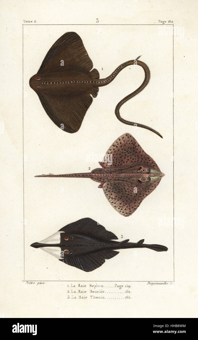 Common stingray, Dasyatis pastinaca, thornback ray, Raja clavata, and clubnose guitarfish, Glaucostegus thouin. Handcoloured copperplate engraving by Dequevauviller after an illustration by Jean-Gabriel Pretre from Bernard Germain de Lacepede's Natural History of Oviparous Quadrupeds, Snakes, Fish and Cetaceans, Eymery, Paris, 1825. Stock Photo