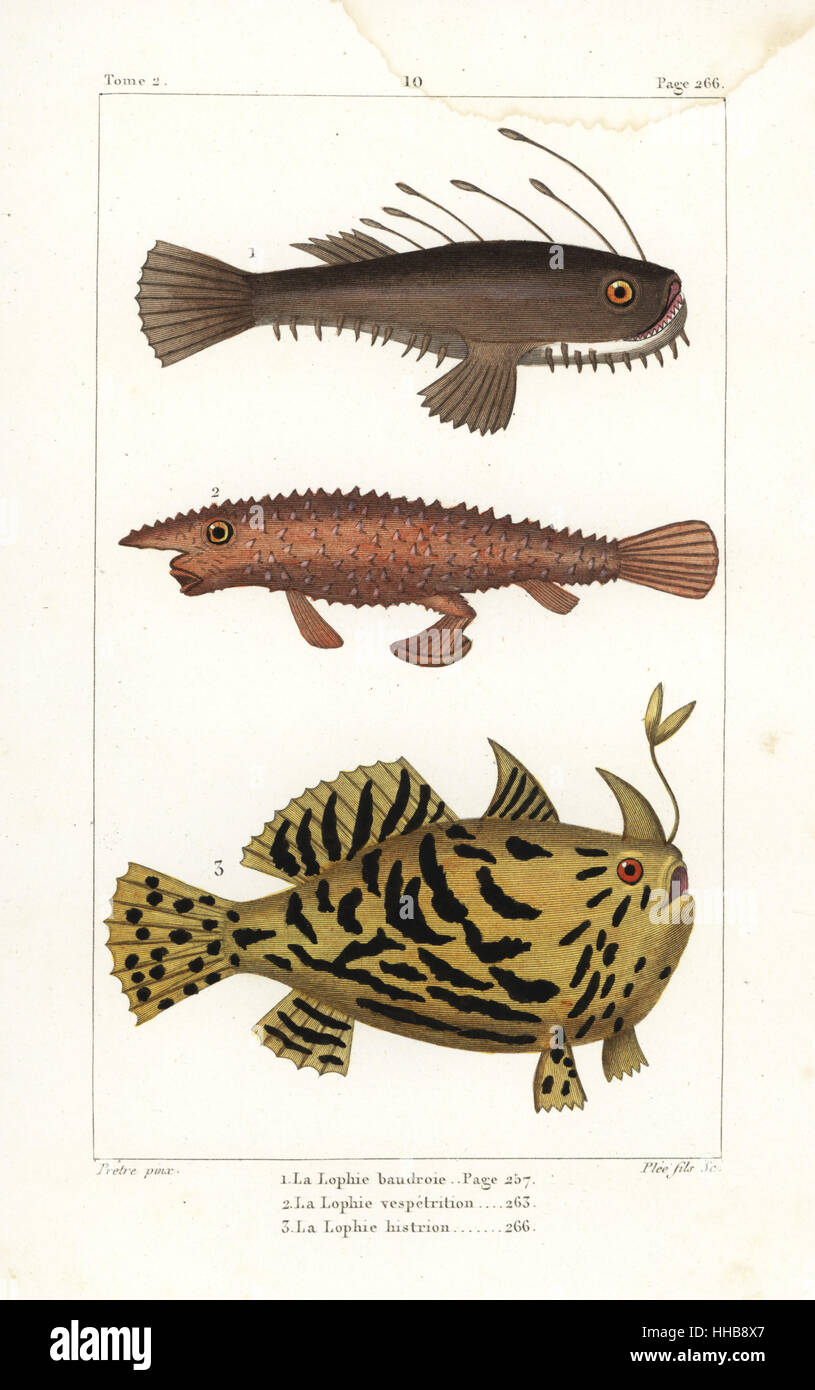 Angler fish, Lophius piscatorius, longnose batfish, Ogcocephalus vespertilio, and Sargassumfish, Histrio histrio. Handcoloured copperplate engraving by Plee after an illustration by Jean-Gabriel Pretre from Bernard Germain de Lacepede's Natural History of Oviparous Quadrupeds, Snakes, Fish and Cetaceans, Eymery, Paris, 1825. Stock Photo