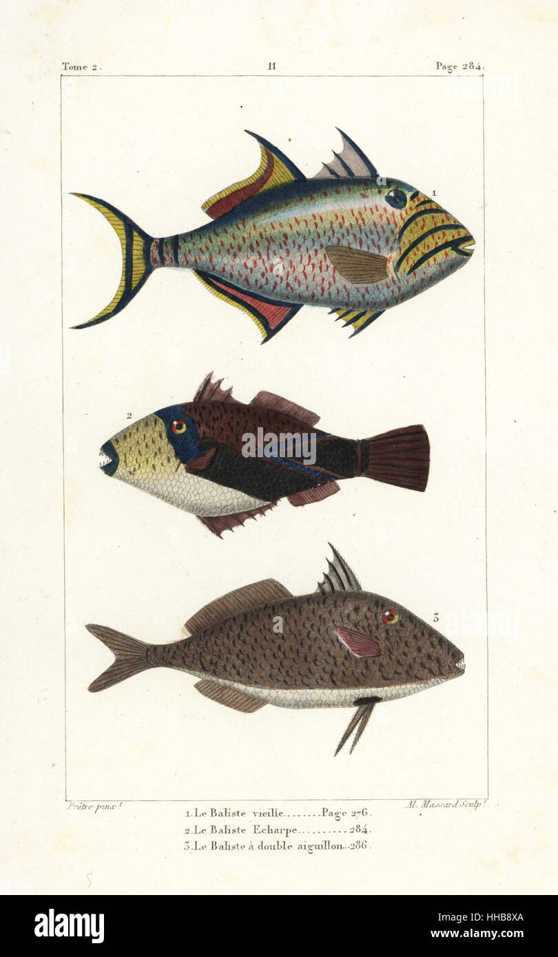 Queen triggerfish, Balistes vetula, wedge-tail triggerfish, Rhinecanthus rectangulus, and short-nosed tripodfish, Triacanthus biaculeatus. Handcoloured copperplate engraving by Massard after an illustration by Jean-Gabriel Pretre from Bernard Germain de Lacepede's Natural History of Oviparous Quadrupeds, Snakes, Fish and Cetaceans, Eymery, Paris, 1825. Stock Photo
