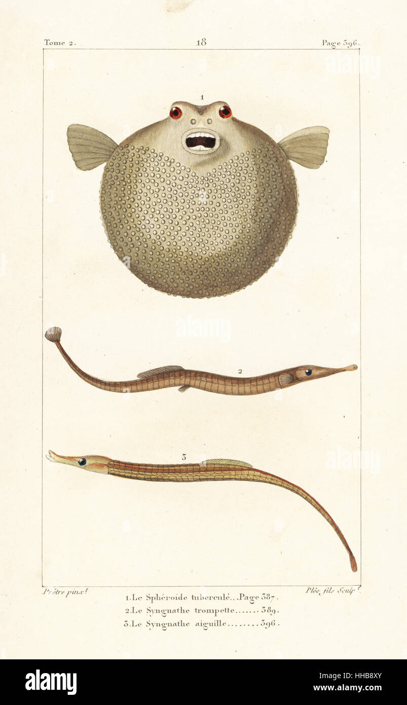 Bandtail puffer, Sphoeroides spengleri, Sargassum pipefish, Syngnathus typhle, and greater pipefish, Syngnathus acus. Handcoloured copperplate engraving by Plee Jr. after an illustration by Jean-Gabriel Pretre from Bernard Germain de Lacepede's Natural History of Oviparous Quadrupeds, Snakes, Fish and Cetaceans, Eymery, Paris, 1825. Stock Photo