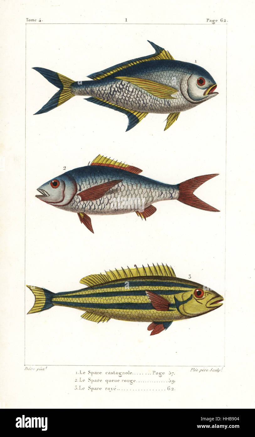 Atlantic pomfret, Brama brama, deep-bodied mojarra, Gerres erythrourus, and three-striped whiptail, Pentapodus trivittatus. Handcoloured copperplate engraving by Plee Sr. after an illustration by Jean-Gabriel Pretre from Bernard Germain de Lacepede's Natural History of Oviparous Quadrupeds, Snakes, Fish and Cetaceans, Eymery, Paris, 1825. Stock Photo