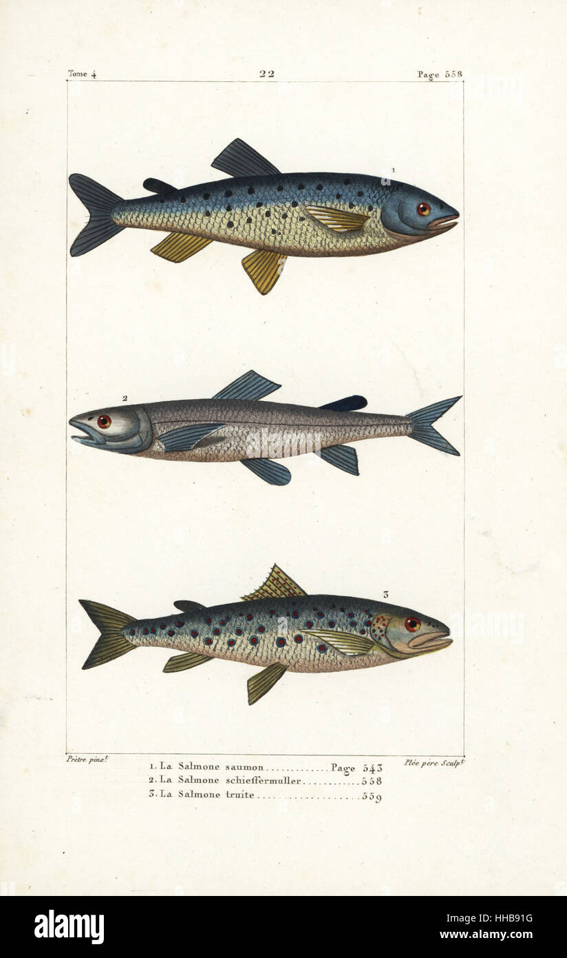 Atlantic salmon, Salmo salar 1, silver salmon, Salmo schiefermuelleri (extinct) 2, and sea trout, Salmo trutta 3. Handcoloured copperplate engraving by Plee Sr. after an illustration by Jean-Gabriel Pretre from Bernard Germain de Lacepede's Natural History of Oviparous Quadrupeds, Snakes, Fish and Cetaceans, Eymery, Paris, 1825. Stock Photo